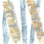 bamboe ©José van Sante