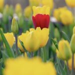 Toeval? ©afbeelding van website KRONCRV