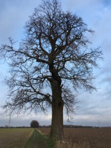 Kale boom verwacht en ziet uit ©Ans Bertens